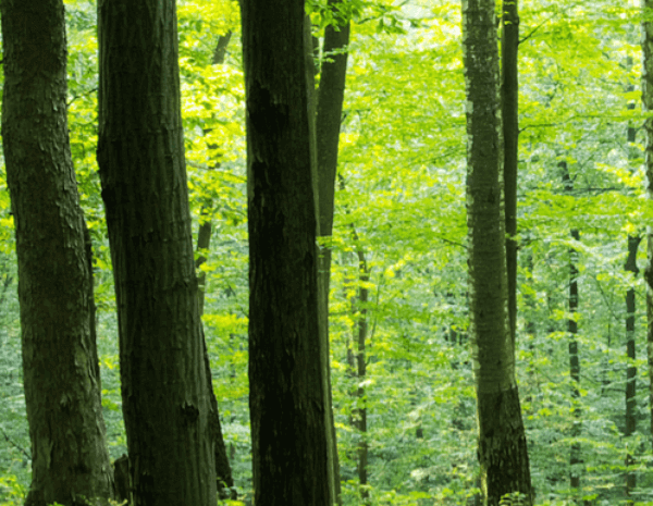 Forestal y madera